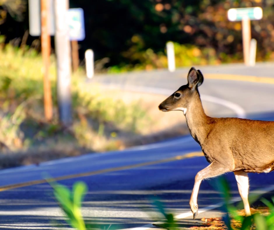 Deer Season Driving